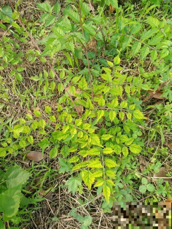 养花界的小强,用脚踩都死不了,根本不敢种院里! 养花界的小强,用脚踩都死不了,根本不敢种院里!