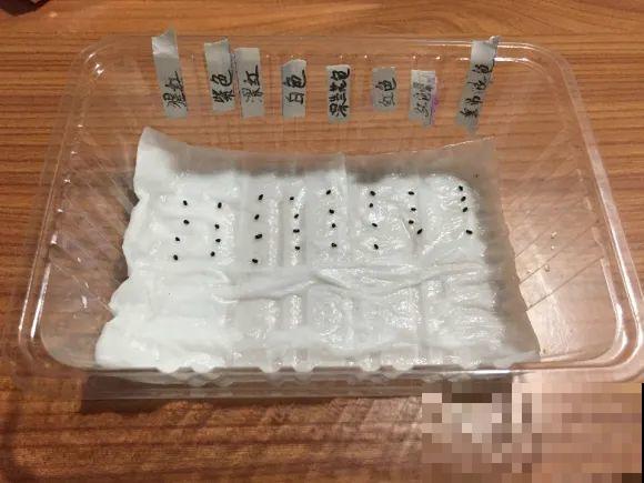 餐巾纸养花，成功率100%，简单又实用！