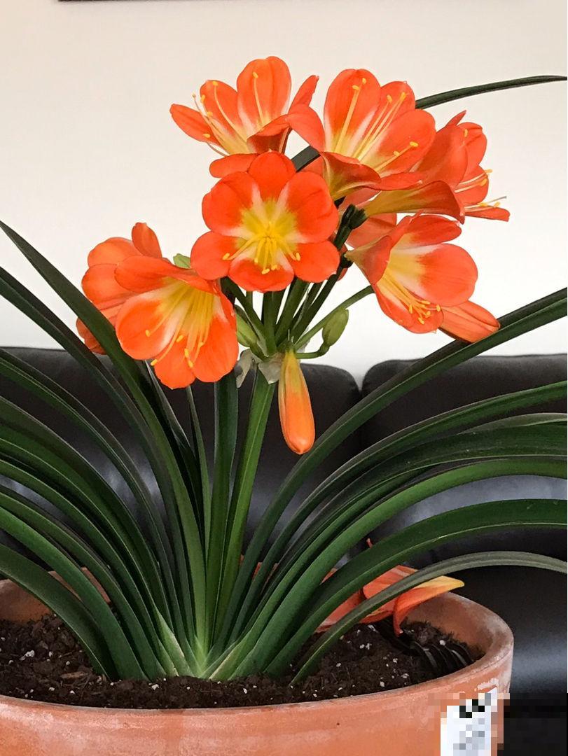 君子兰水太深,新手要摆正心态,学会避坑才能买到好兰 君子兰水太深,新手要摆正心态,学会避坑才能买到好兰