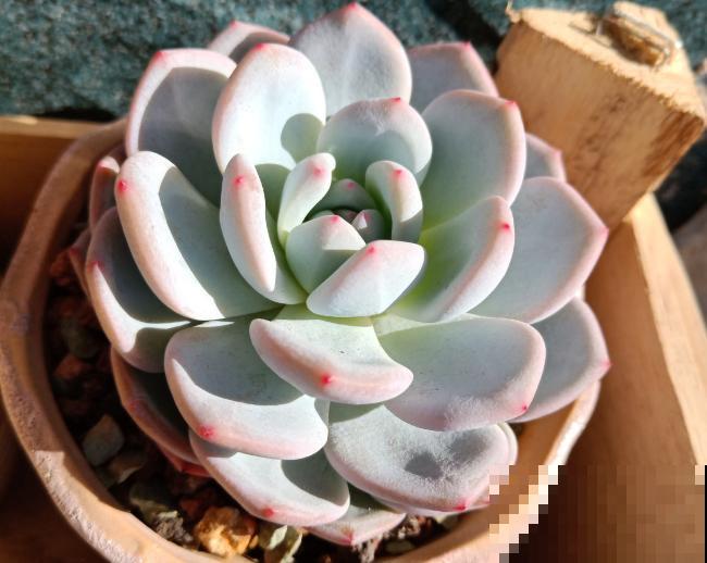 多肉养胖攻略,3步变成肉墩子,一个月就有效! 多肉养胖攻略,3步变成肉墩子,一个月就有效!