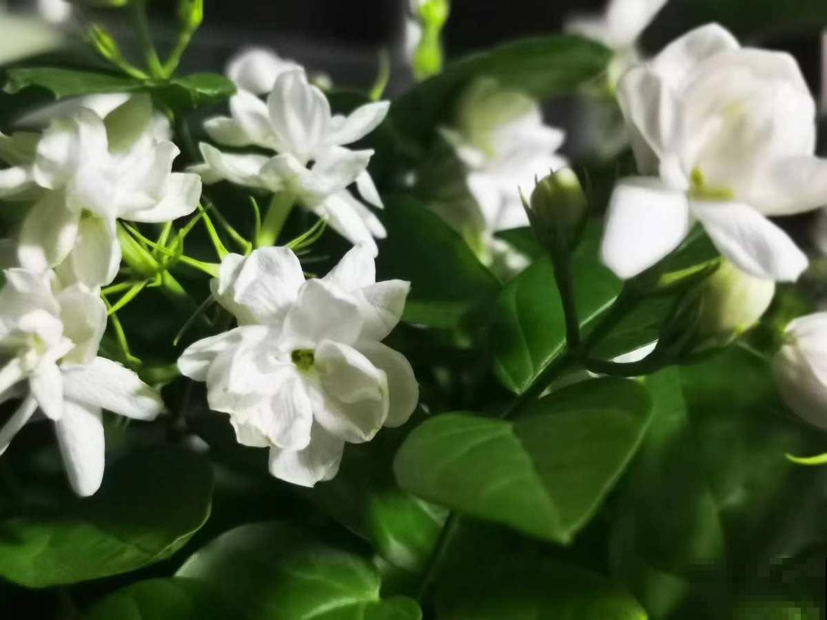 碱性土加点料,立马变成酸性土,茉莉吃了呼呼冒花苞 碱性土加点料,立马变成酸性土,茉莉吃了呼呼冒花苞