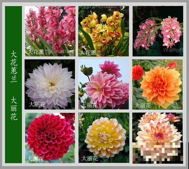 最齐全的《百花图谱》,珍藏起来,路边花都能叫上名! 最齐全的《百花图谱》,珍藏起来,路边花都能叫上名!