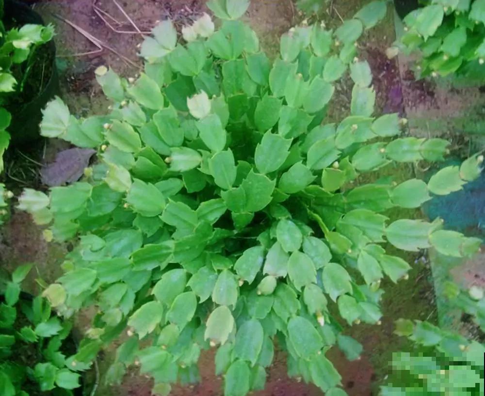 蟹爪兰就得现在嫁接,高温高湿,三两天就活了! 蟹爪兰就得现在嫁接,高温高湿,三两天就活了!