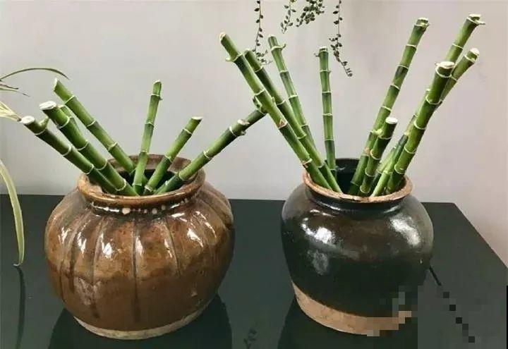 龟背竹长出长鞭子，连着茎一块砍下来，种土里就能活