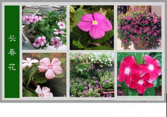 最齐全的《百花图谱》,珍藏起来,路边花都能叫上名! 最齐全的《百花图谱》,珍藏起来,路边花都能叫上名!