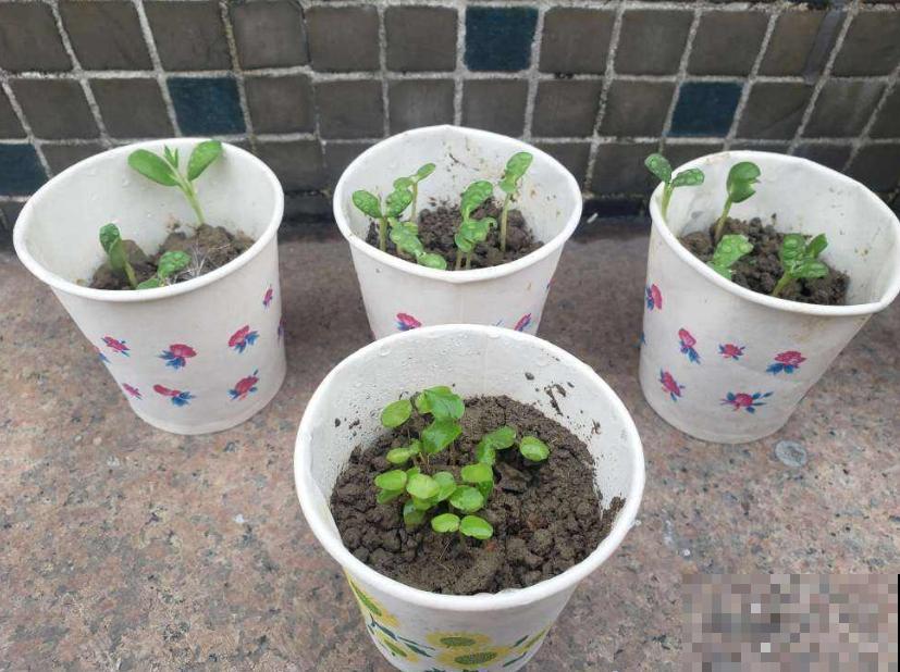 童年回忆羽扇豆,别说不认识,养盆送给妈! 童年回忆羽扇豆,别说不认识,养盆送给妈!