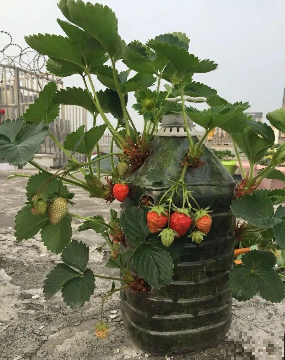 把菜种自家墙上,多得吃不完,太震撼 把菜种自家墙上,多得吃不完,太震撼