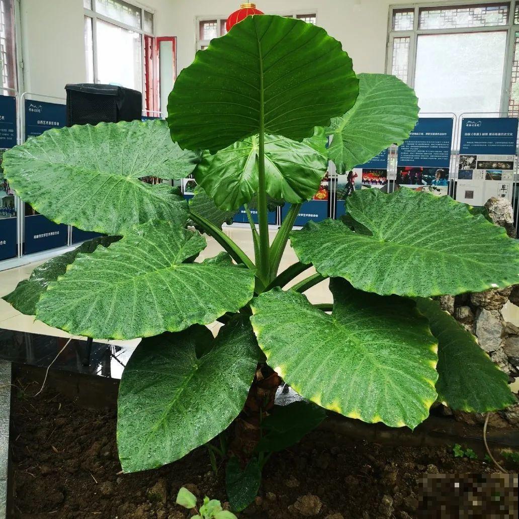 看图猜花名，100道题，测你的养花天分！