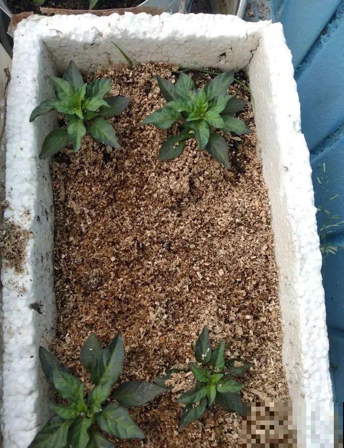 秋天养这4种菜，长得快、结果多，一茬茬吃不完！