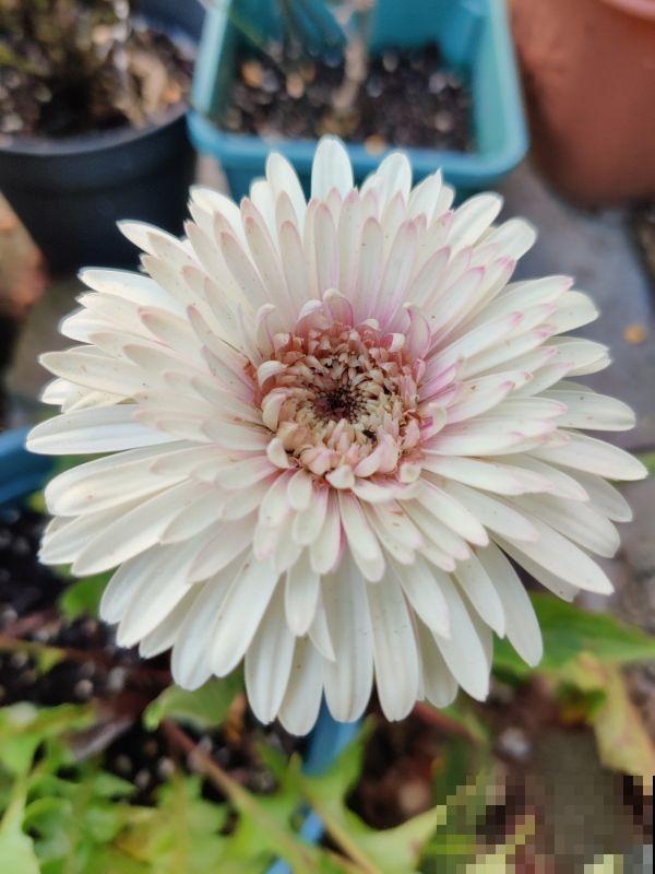 浇水别洒到叶子上,尤其是这6种,不然烂叶烂花芽 浇水别洒到叶子上,尤其是这6种,不然烂叶烂花芽