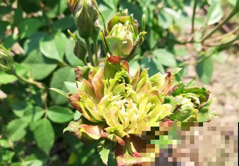 养花不走寻常路,这5种绿色花卉,养在家里特清新! 养花不走寻常路,这5种绿色花卉,养在家里特清新!