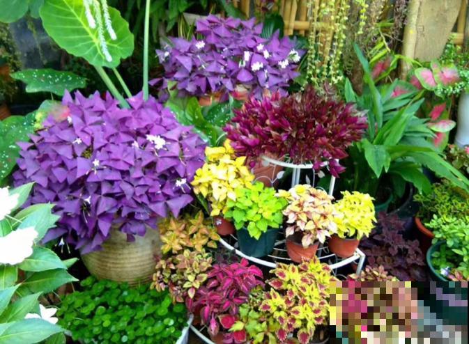 秋天就适合种草,叶子五彩斑斓,比月季三角梅都好看! 秋天就适合种草,叶子五彩斑斓,比月季三角梅都好看!