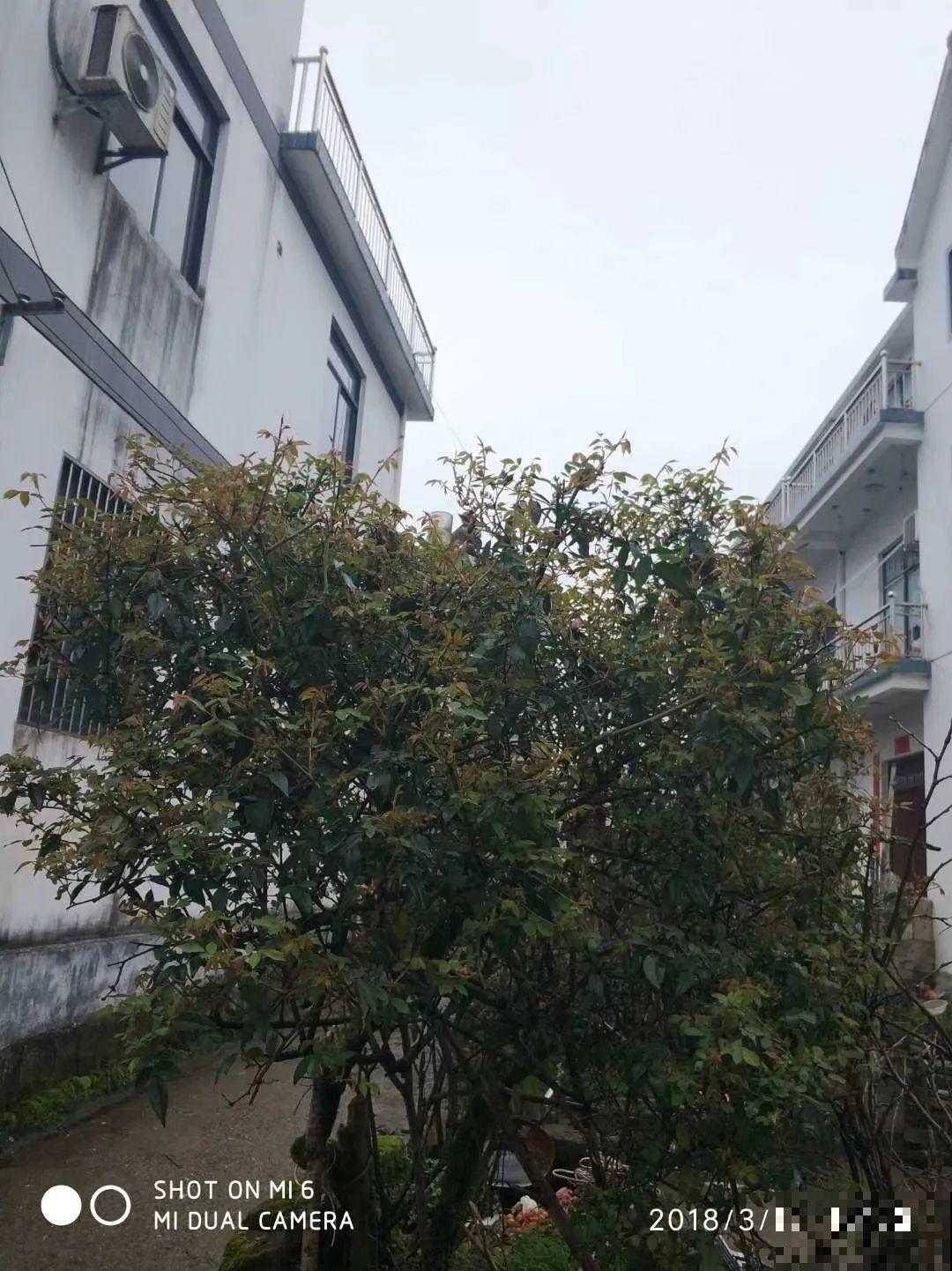 407岁古树，熊孩子玩火烧坏，只剩树皮还能活？