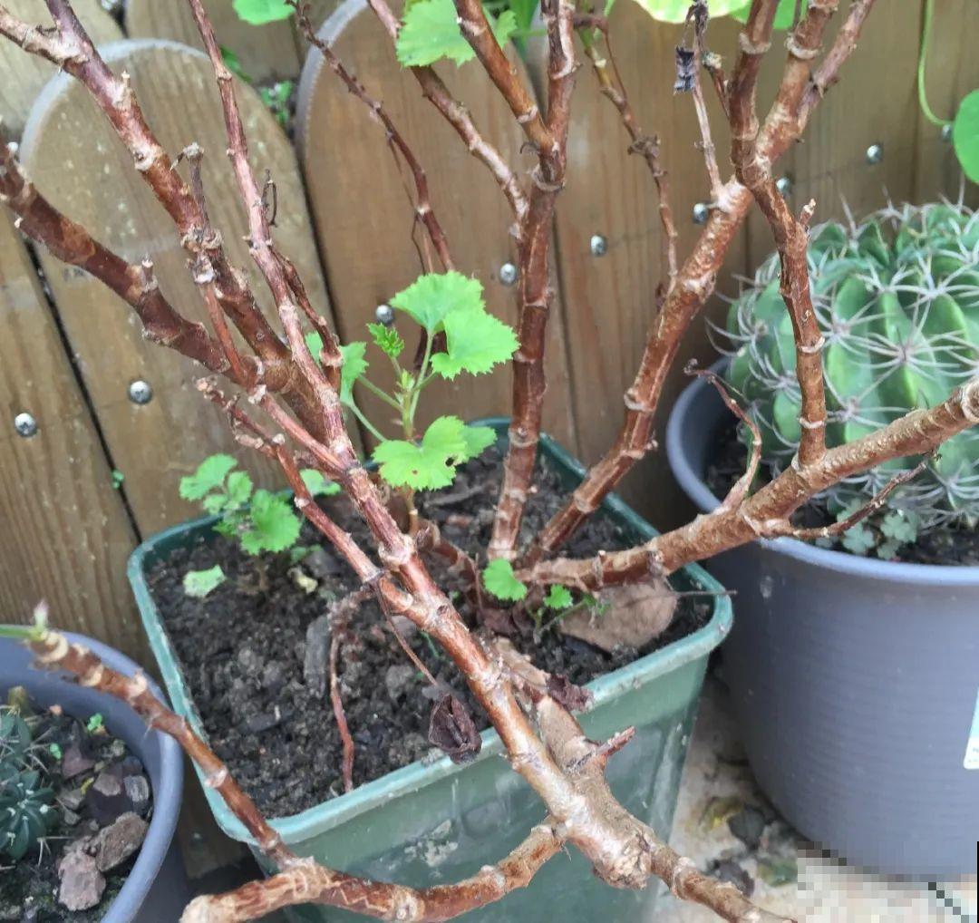 8种花,养小不养老,越老开花越少! 8种花,养小不养老,越老开花越少!