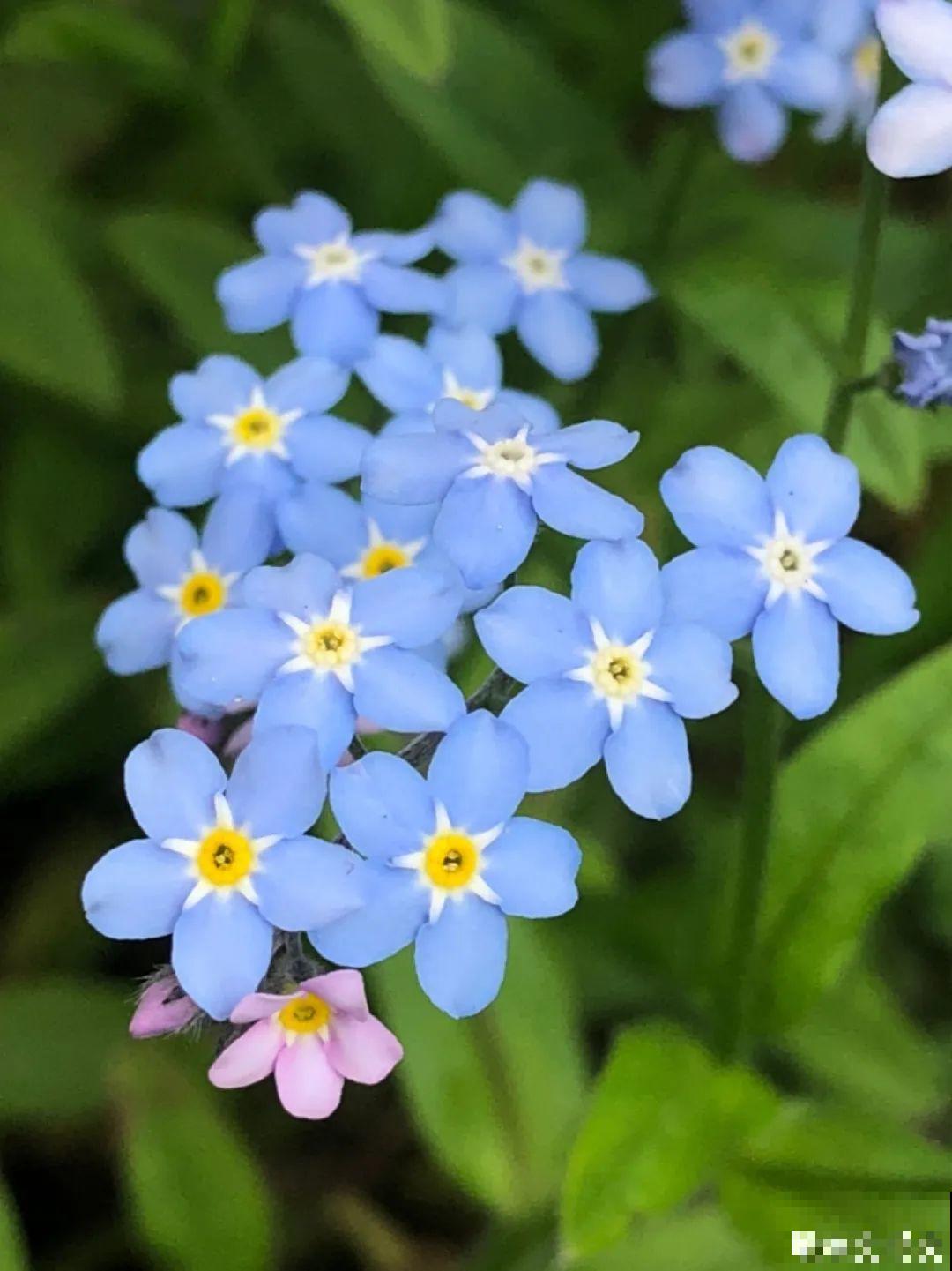 10种耐阴花，放在角落里，开花长成大树！