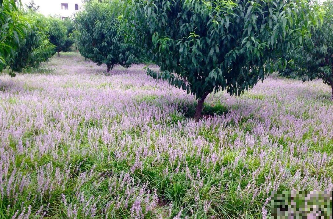 5种花最好别养,根钻得到处都是,砍都砍不尽! 5种花最好别养,根钻得到处都是,砍都砍不尽!