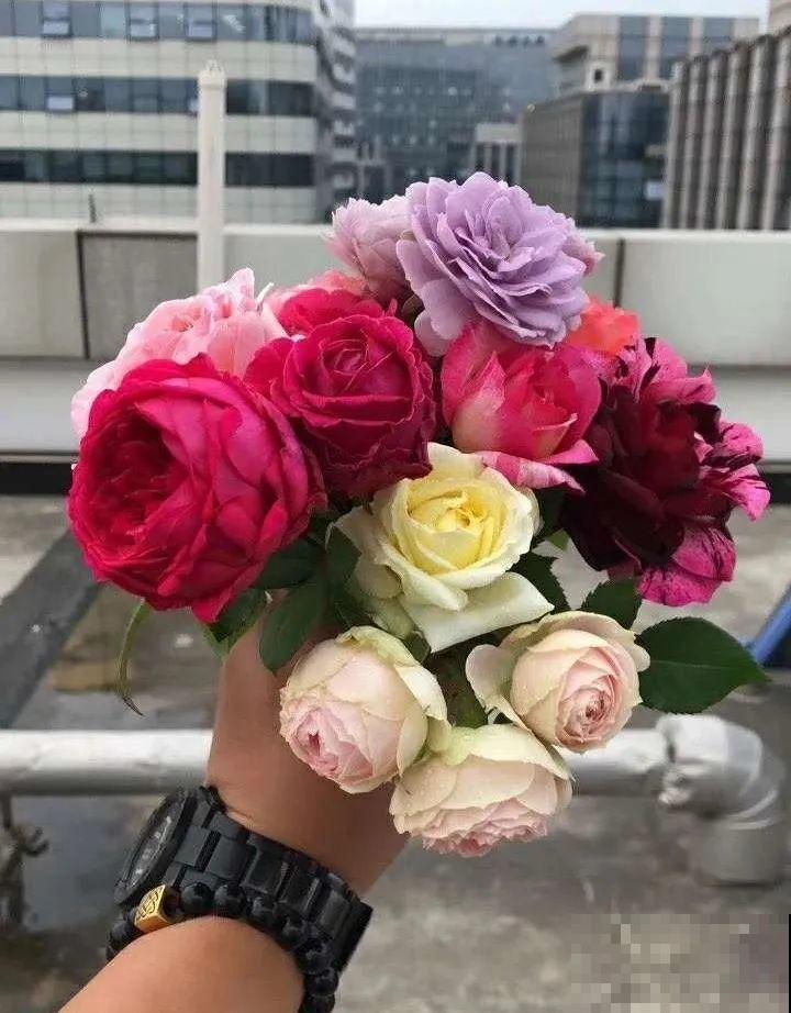 我在公司养300盆花，老板没批评，还帮忙拍照！