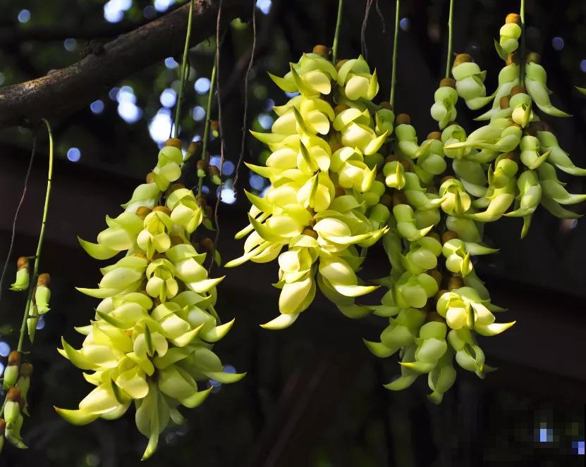 16种奇花异草,随便挑一个,你都没见过! 16种奇花异草,随便挑一个,你都没见过!