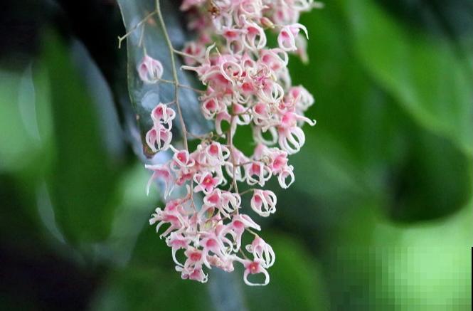 9种罕见又美妙的植物,你要认识一种,我都承认你厉害! 9种罕见又美妙的植物,你要认识一种,我都承认你厉害!