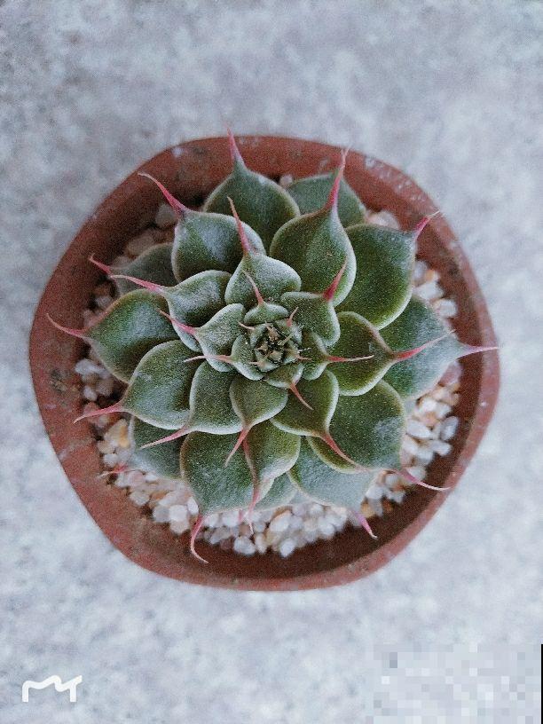 现在是多肉生长期，好养繁殖力强，入手超划算