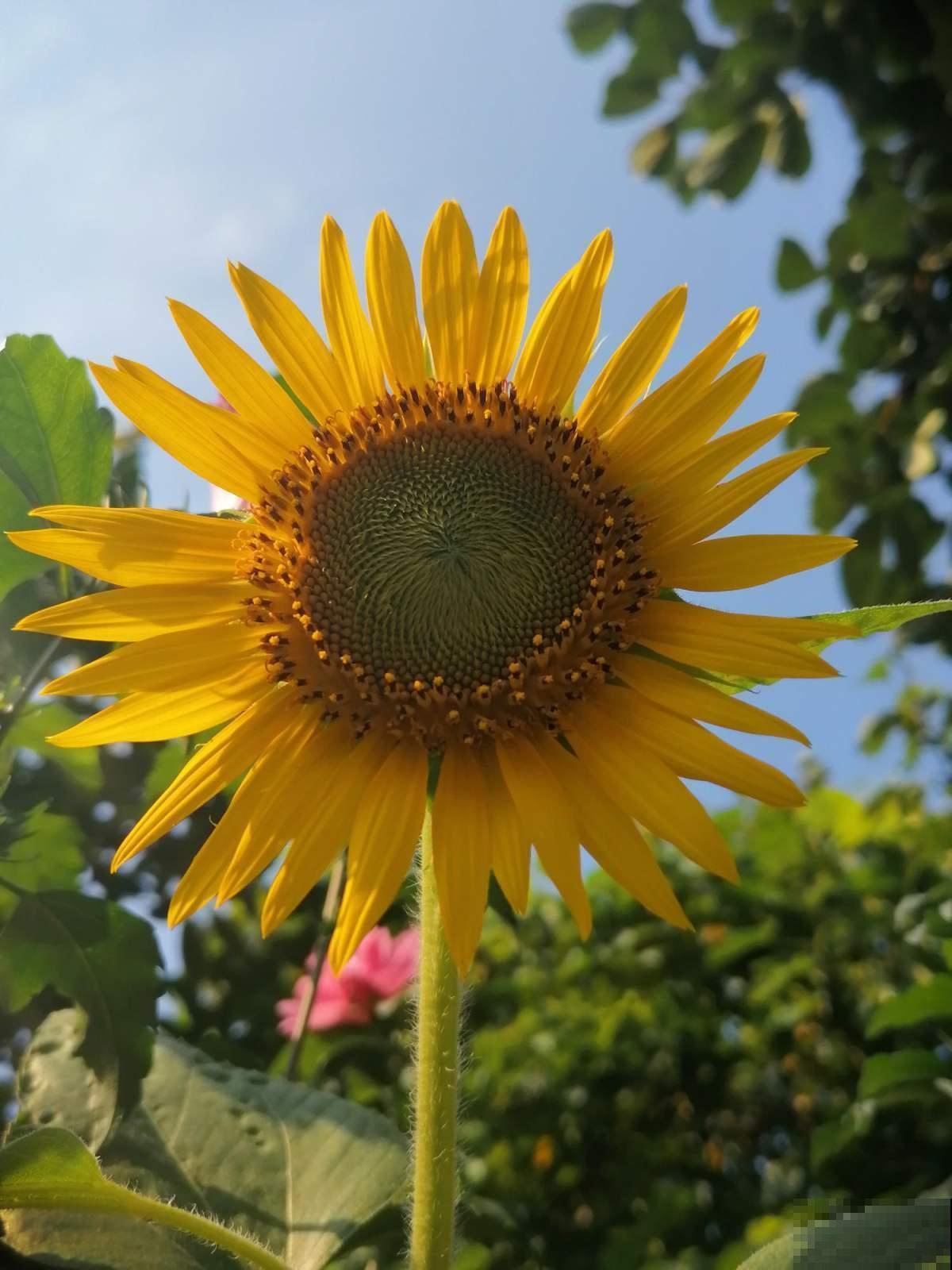 看惯了小花朵,养这5种花,开花大气惹人爱! 看惯了小花朵,养这5种花,开花大气惹人爱!