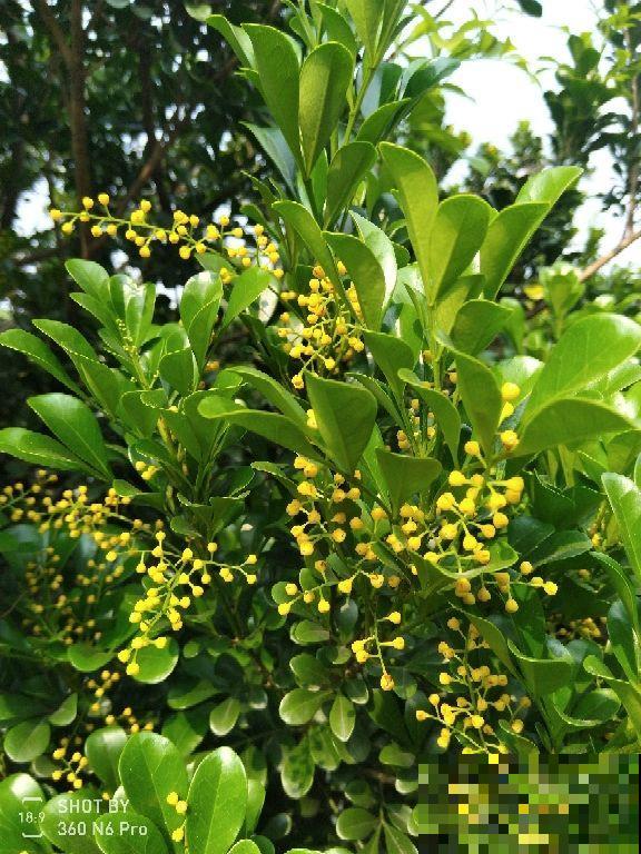 屋里养盆香水花,满屋子香喷喷,还能杀菌消毒 屋里养盆香水花,满屋子香喷喷,还能杀菌消毒