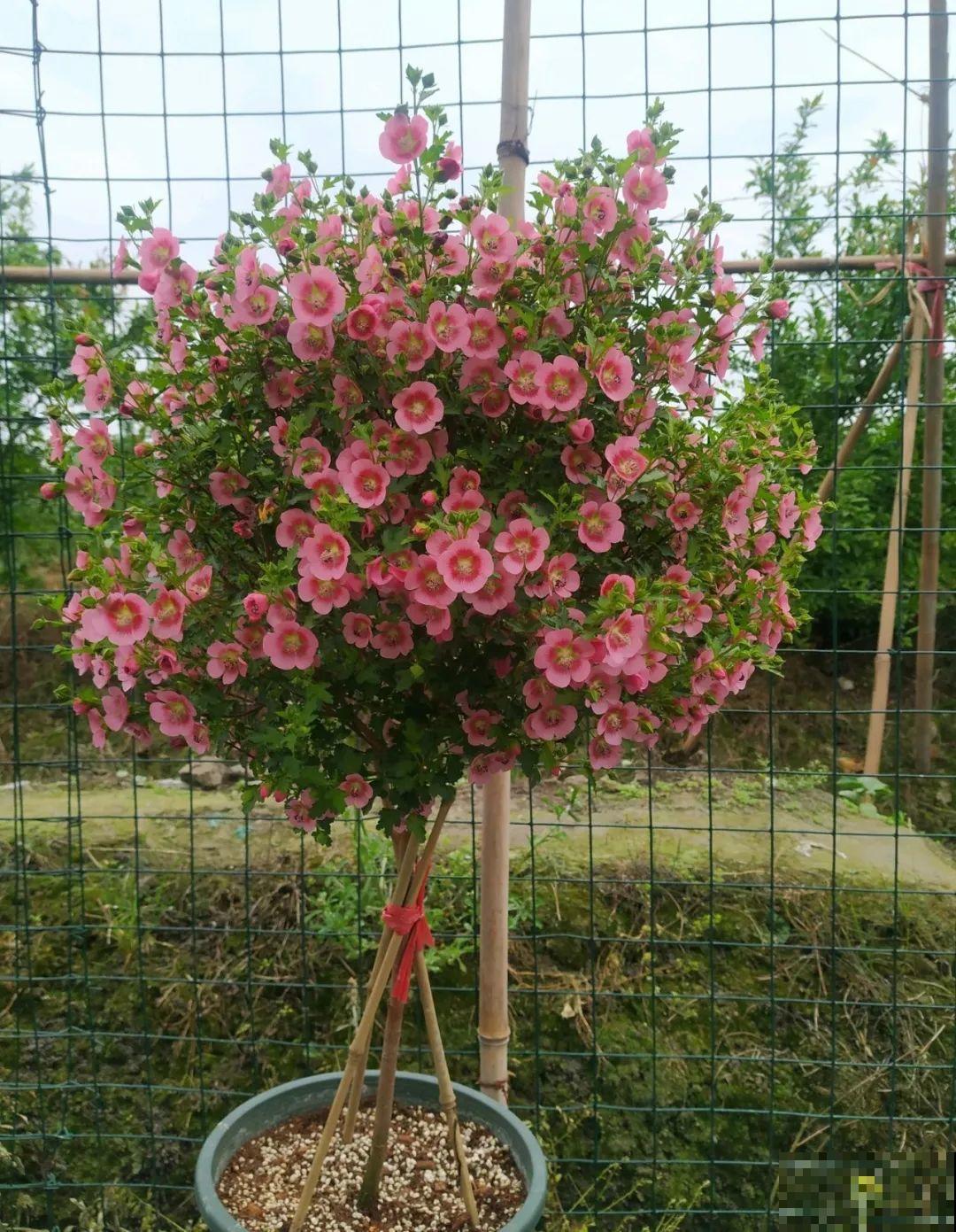 8根筷子绑一起,2个月变老桩,让你爱不释手! 8根筷子绑一起,2个月变老桩,让你爱不释手!