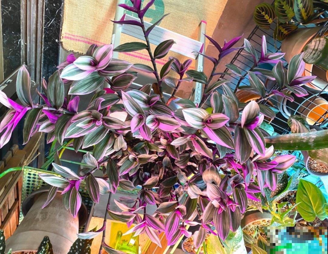 秋天养10种花，个个美得像油画，特别上档次！