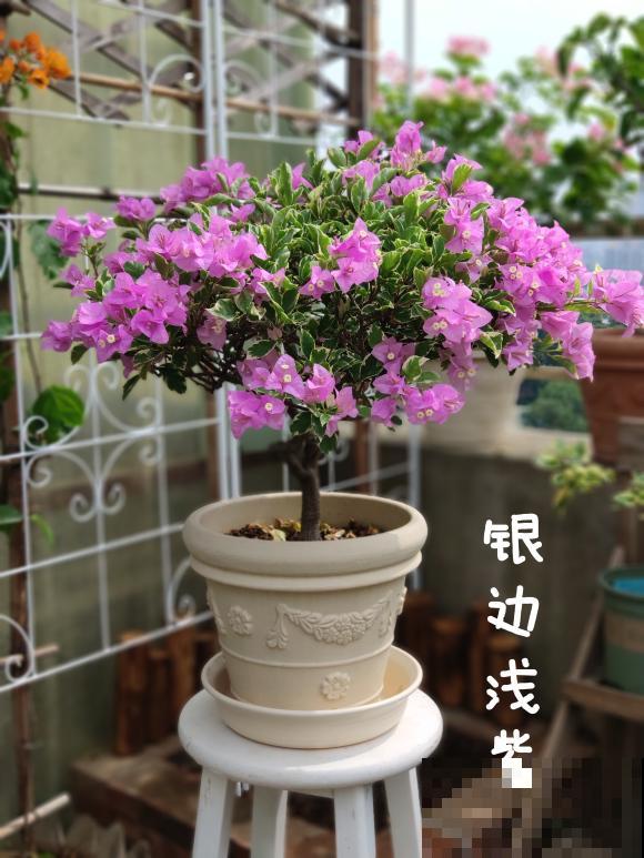 20平的小楼顶，养了100多盆三角梅，花团锦簇美不胜收！