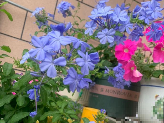 养花人,认识这4个字,就能解决黄叶和烂根问题! 养花人,认识这4个字,就能解决黄叶和烂根问题!