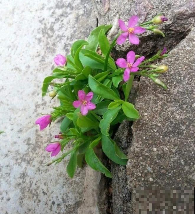 石缝间开出来的花,一点土都没有,生命力太强悍! 石缝间开出来的花,一点土都没有,生命力太强悍!