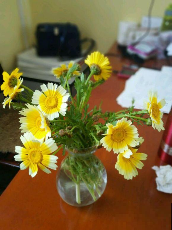 初入花坑,就选这些懒人花,种一次开好几个月! 初入花坑,就选这些懒人花,种一次开好几个月!