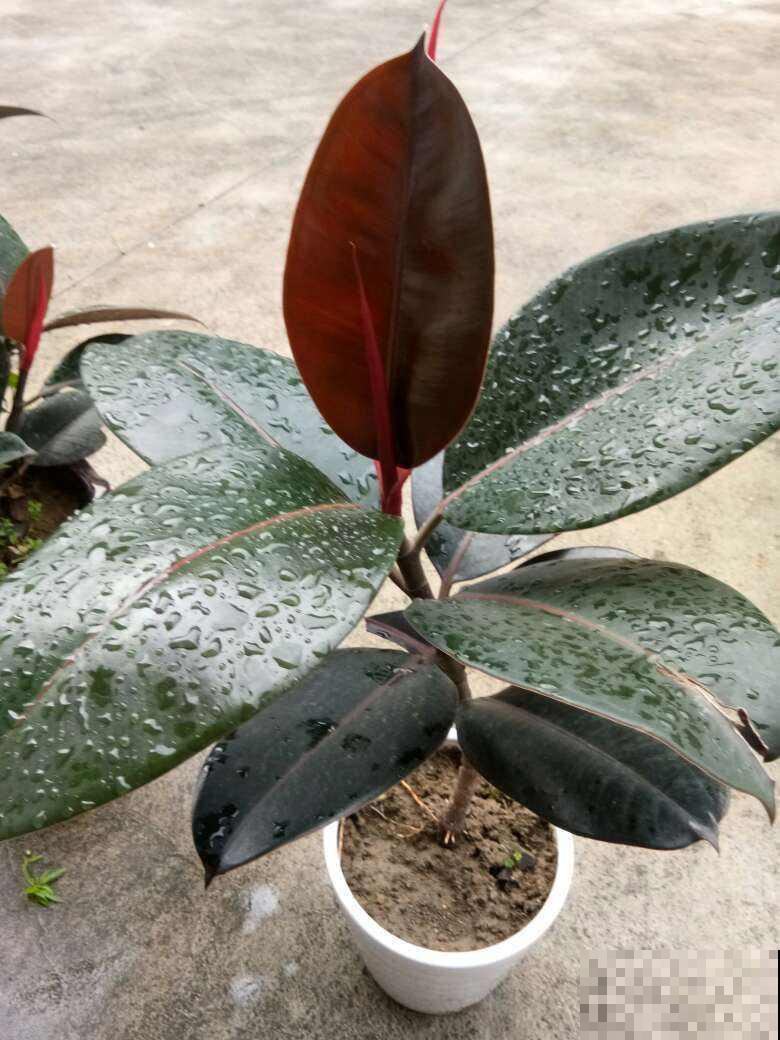 橡皮树入秋就掉叶，不能猛晒太阳，不然就叶子都灼伤了