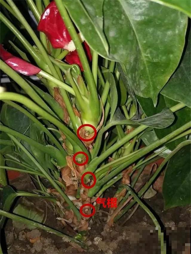 8种花换盆,换好了生一堆,换错立马死! 8种花换盆,换好了生一堆,换错立马死!