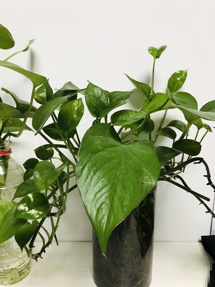 绿萝叶尖滴水珠,脚一踩还黏糊糊,其实是好事! 绿萝叶尖滴水珠,脚一踩还黏糊糊,其实是好事!