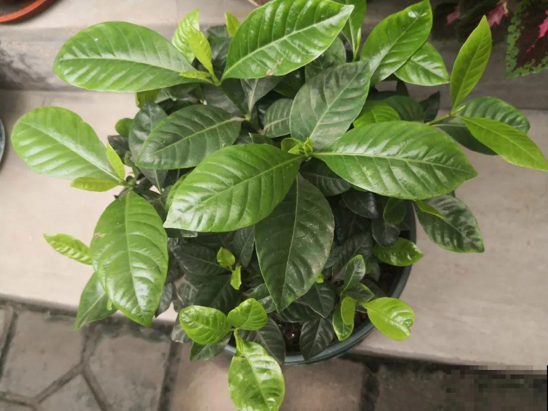 下个月开始，这10种花不能剪，剪了没花看，白养大半年！