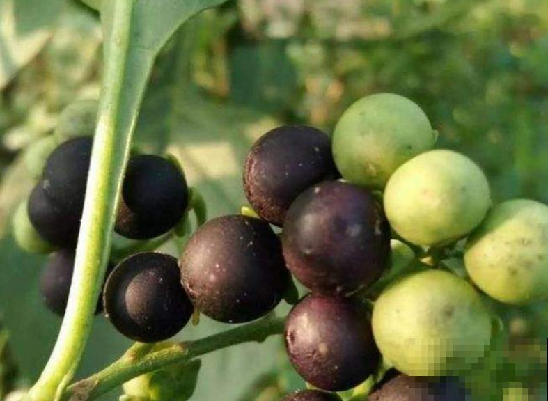 龙葵在家也能种,果子一批接一批长,赚大了! 龙葵在家也能种,果子一批接一批长,赚大了!