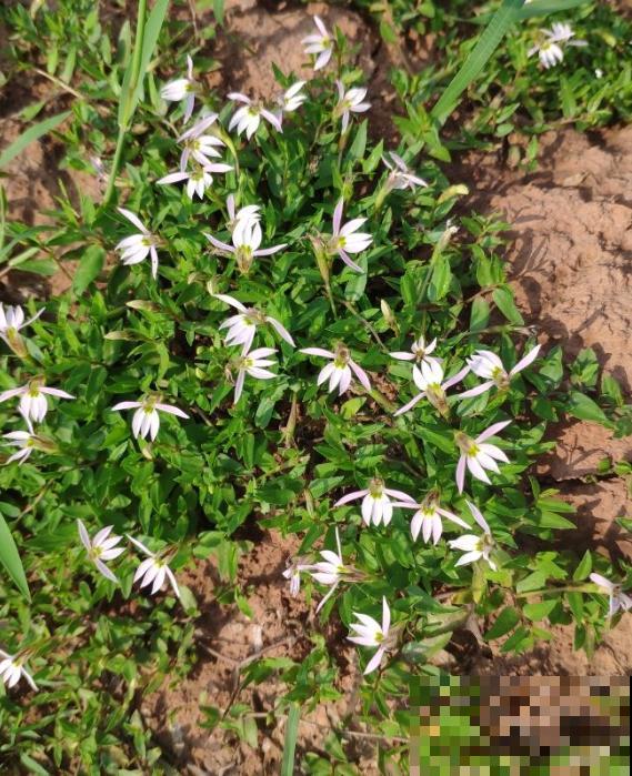 秋冬别养绿萝了，这种耐寒的开花机器，更适合懒人养！
