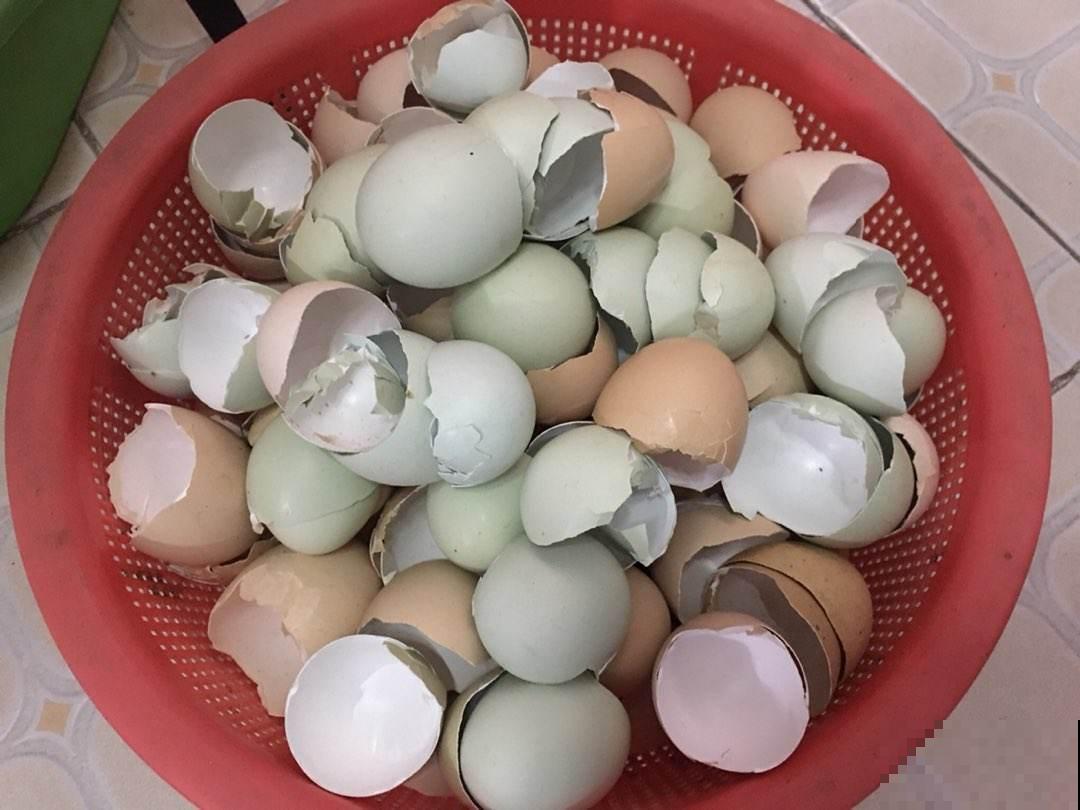 鸡蛋壳直接扣土里，三天长满小黑飞，到底为啥？