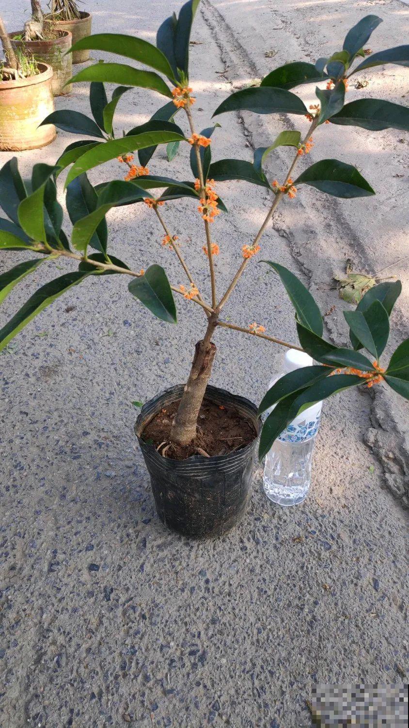 桂花秋天必须养，满树金黄，香飘四溢，不养吃亏了！