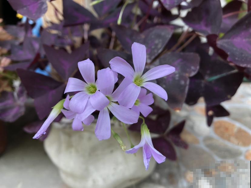 路边的小草花，挖回家种1盆，半年爆出10盆