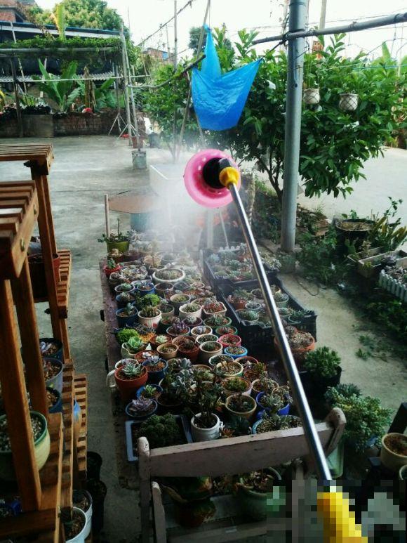 浇水时注意一个细节,花喝了长得超快,大白根又密又壮! 浇水时注意一个细节,花喝了长得超快,大白根又密又壮!