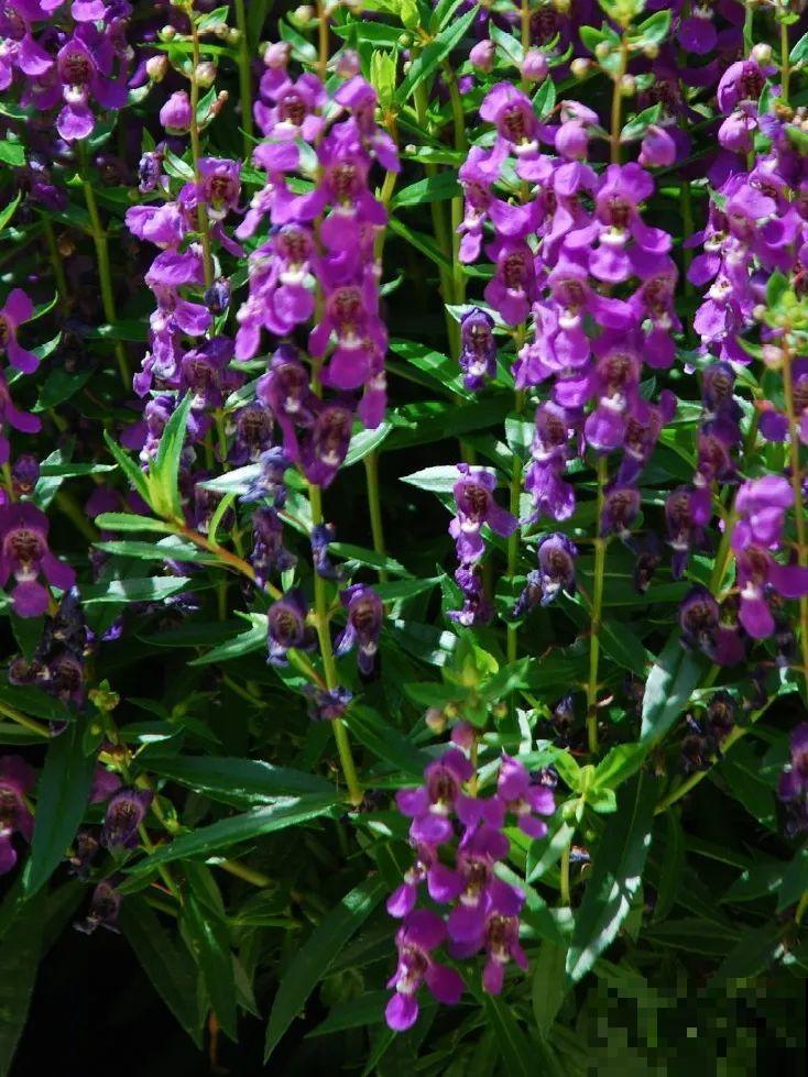 10种耐阴花，放在角落里，开花长成大树！