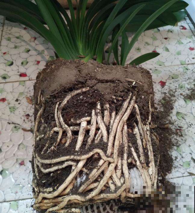 君子兰3大养护难题,一次性给你解决,今年准时开花! 君子兰3大养护难题,一次性给你解决,今年准时开花!