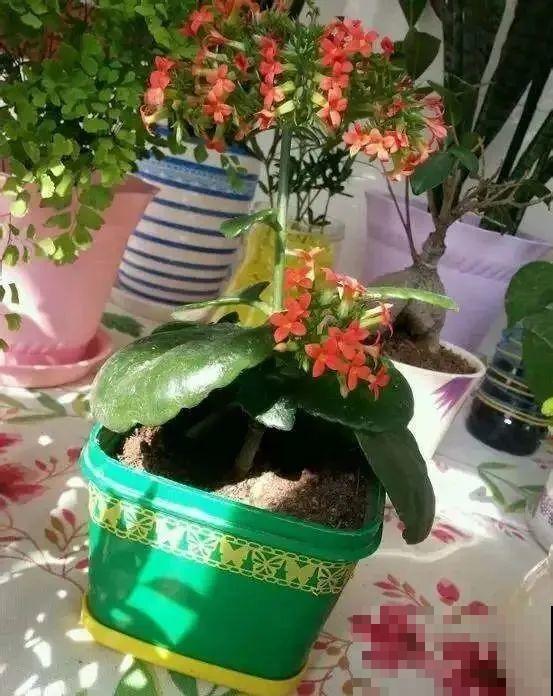 旧筷子、老干妈瓶，都是养花宝贝，做盆浇水都能用！