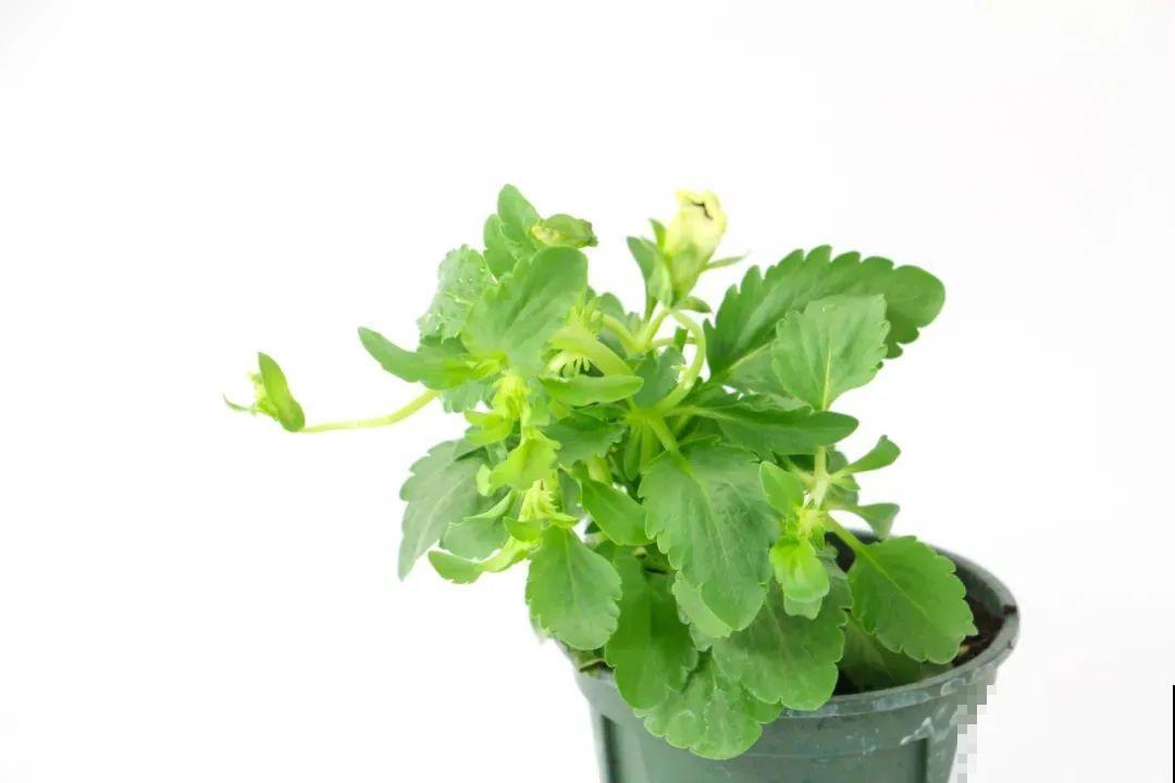 三色堇简直是开花机器,一盆能开3个色,阳台开出花彩虹! 三色堇简直是开花机器,一盆能开3个色,阳台开出花彩虹!