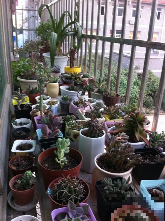 养花也要有度,阳台别摆太多花,小心压塌了! 养花也要有度,阳台别摆太多花,小心压塌了!