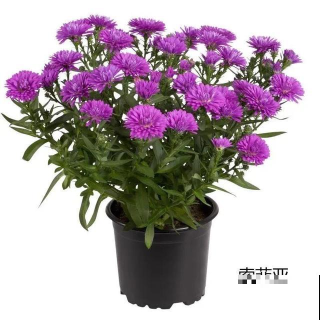 秋天必养的花,开花多气质好,关键还好养! 秋天必养的花,开花多气质好,关键还好养!