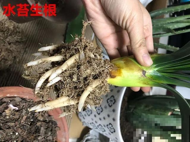 8种花换盆,换好了生一堆,换错立马死! 8种花换盆,换好了生一堆,换错立马死!