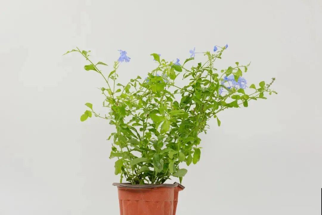 夏天的耐晒开花机器，越热开花越多，家里有一棵就够了！